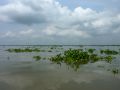 Mekong River water hyacinth