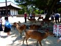 Nara – deer