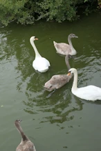 A swan family in the pond