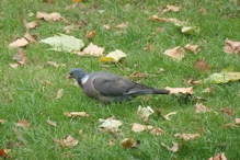 Turtledove