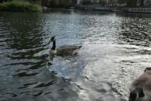 Canada Goose