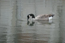 Canada Goose