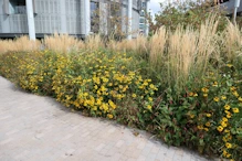 Wildflowers