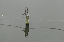 Cormorant