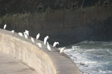 View with egrets looking south from 