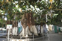 Ornamental rubber tree banyan