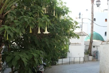 Angel trumppet in front of Miss Hatton's house