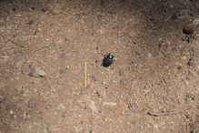 Little beetle