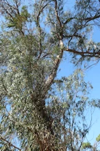 Big old gum tree