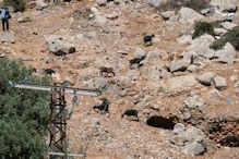 Goats grazing above town