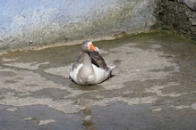 A goose sitting