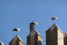 Storks on top of gate tower