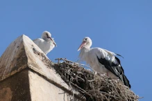 Storks on top of gate tower