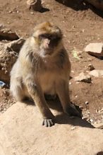 Monkey
