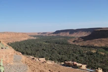 View over date palms