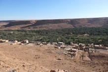 View over date palms