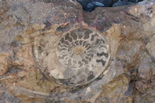 Fossil bearing rock sliced