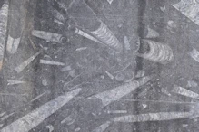 Fossil bearing rock sliced