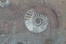 Fossil bearing rock with fossils exposed