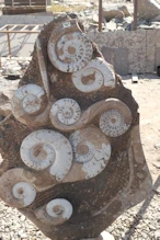 Fossil bearing rock as a art of nature polished