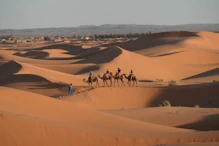 Another group of 'cameleers'