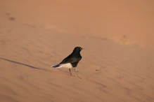 Black Wheatear bird