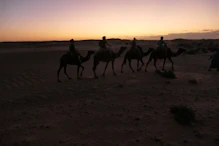 Cammeleers' heading to base