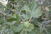 small variety of figs used for drying