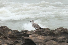A brown gull