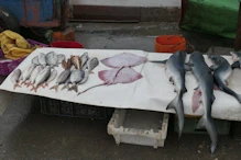 Fish, rays and sharks