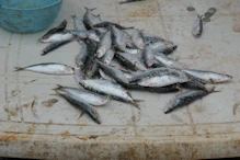Sardines