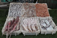Sardines, squid, prawns, small sharkes and other fish