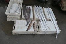 Fish including long shiny ones