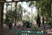 Large plant with thick spiky leaves