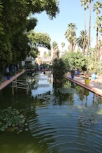 Pools with waterlilies