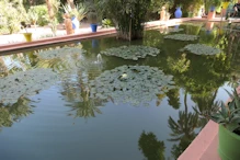 Pools with waterlilies and other plants