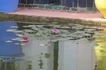 Deep pink lotus flowers