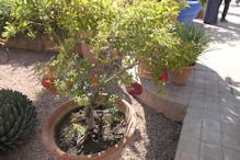 Very small pomegranate plant