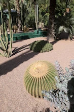 Cactus with little flower