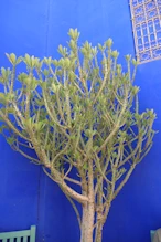 A frangipani with bumps