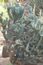 A tortured cactus