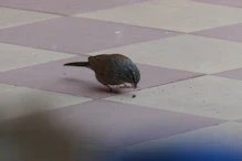 Greenish bird near breackfast on roof