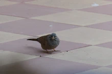 Greenish bird near breackfast on roof