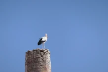 Stork on nest