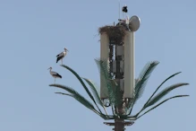 Storks on phone tower
