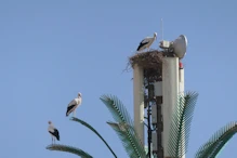Storks on phone tower