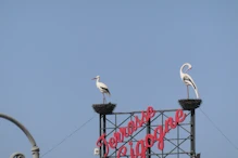 Pretennd storks on sign