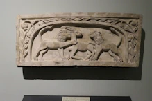 Lions attacking a deer