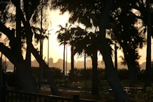 Sunset through the  palm trees