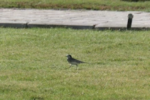 White wagtail